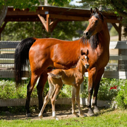 2018 crystal jewel v and colt h3h2030