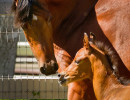 2018 crystal jewel v and colt h3h2138