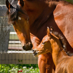 2018 crystal jewel v and colt h3h2138