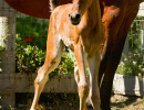 2018 crystal jewel v colt h3h2244