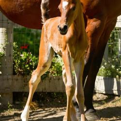 2018 crystal jewel v colt h3h2244