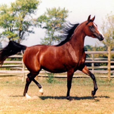 kharifa bey