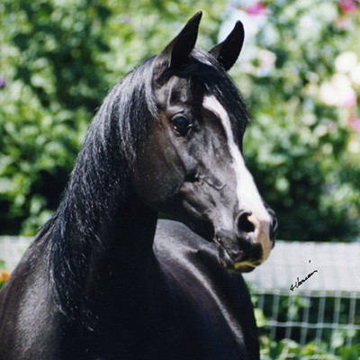 mosquerade v