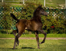 estopa crystal bellecolt h3h6938