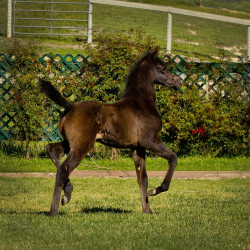 estopa crystal bellecolt h3h6938