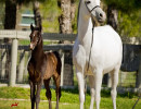 estopa crystal belle andcolt h3h7003