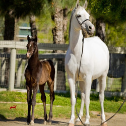 estopa crystal belle andcolt h3h7003
