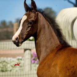 2019 ezekiel v h3h6274