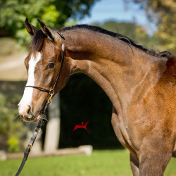 2019 ezekiel v oct1 h3h7124