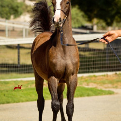 2019 ezekiel v oct1 h3h7153
