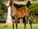 2019 ezekiel v oct1 h3h7227