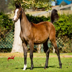 2019 ezekiel v oct1 h3h7227