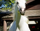 estrella jillian v h3h6415
