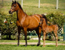 2019 fannie laurie v and fandango v april h3h7132