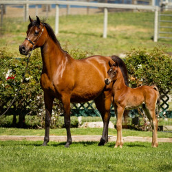 2019 fannie laurie v and fandango v april h3h7132