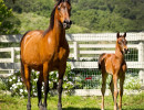 2019 fannie laurie v and fandango v april h3h7363