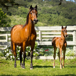 2019 fannie laurie v and fandango v april h3h7363