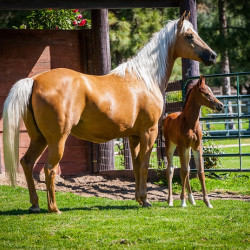 2020 zips amarigold v and fleetwood mac v may15