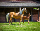 2020 zips amarigold v and fleetwood mac v may15