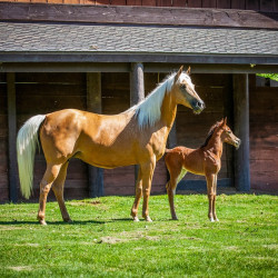 2020 zips amarigold v and fleetwood mac v may15