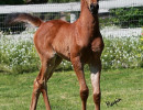 2018 fyrelite serenade maupinz4526fl