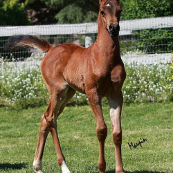 2018 fyrelite serenade maupinz4526fl