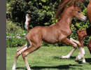 2020 tapestry vf colty8a4725tc