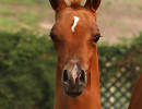 gato del sol augy8a7633g