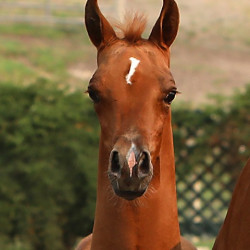 gato del sol augy8a7633g