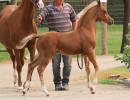 gato del sol augy8a8198g