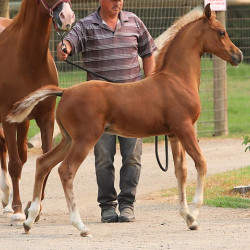 gato del sol augy8a8198g