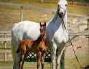 2018 bint hermosa and colt h3h9885