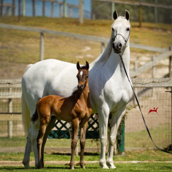 2018 bint hermosa and colt h3h9885