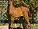 2018 bint hermosa colt h3h9809
