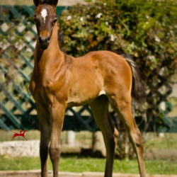 2018 bint hermosa colt h3h9809