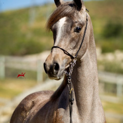 2019 havasu v april h3h6103