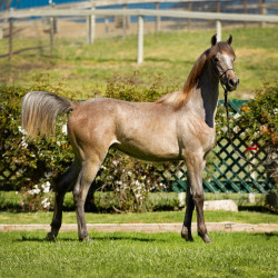 2019 havasu v april h3h6135