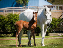 2020 bint hermosa and mmv colt