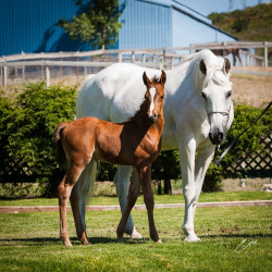 2020 bint hermosa and mmv colt