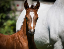2020 bint hermosa and mmv colt
