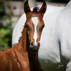 2020 bint hermosa and mmv colt