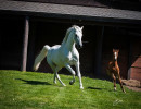 2020 bint hermosa and mmv colt