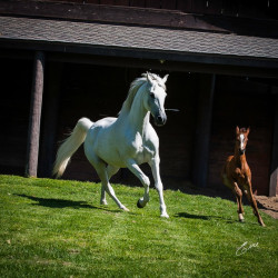 2020 bint hermosa and mmv colt