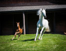 2020 bint hermosa and mmv colt