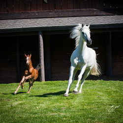 2020 bint hermosa and mmv colt
