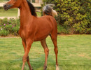 2020 hope risingy8a8656h