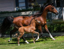 2020 huck uva rose and filly2