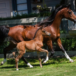 2020 huck uva rose and filly2