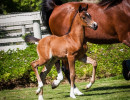 2020 hucks uva rose filly june11
