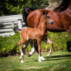 2020 hucks uva rose filly june11